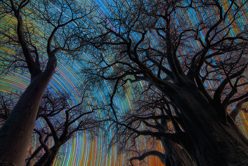 Colorful stra trails recorded among the baobab trees Colorful stra trails recorded among the baobab trees